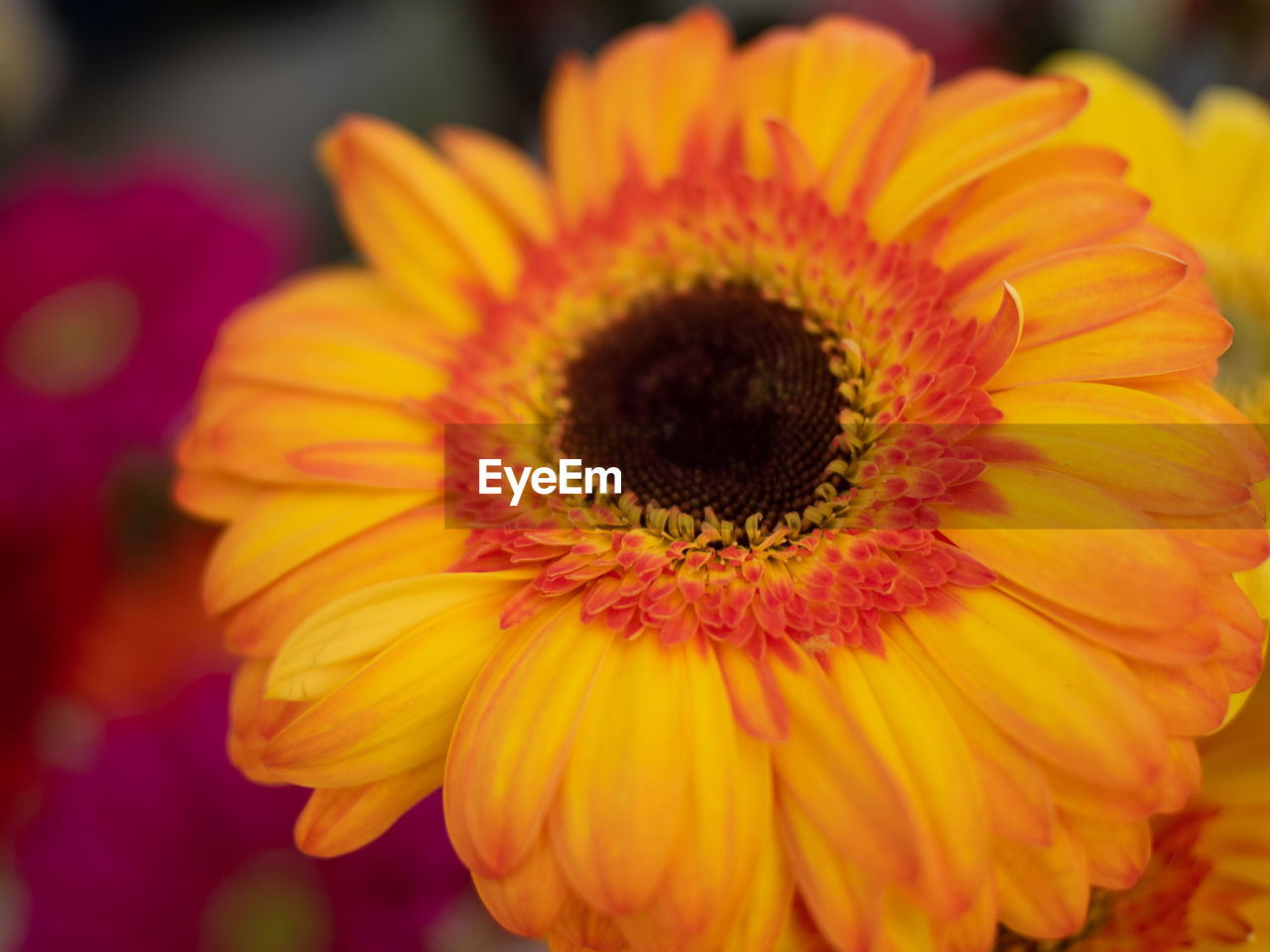 Close-up of gerbera daisy