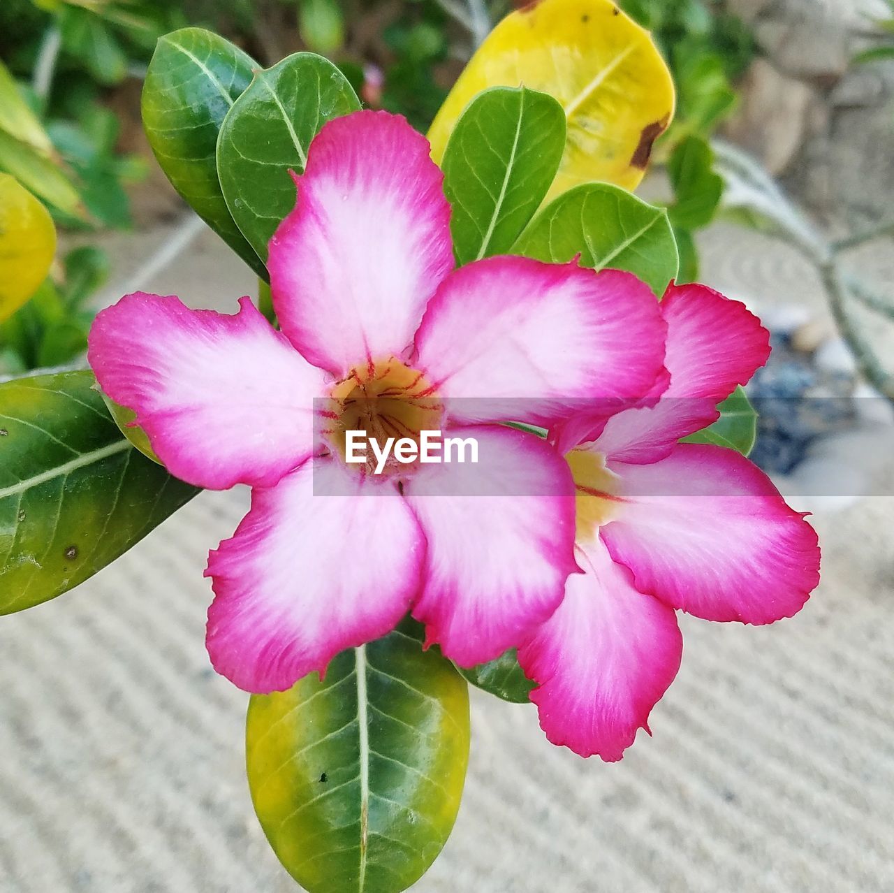 CLOSE-UP OF PINK IRIS BLOOMING OUTDOORS