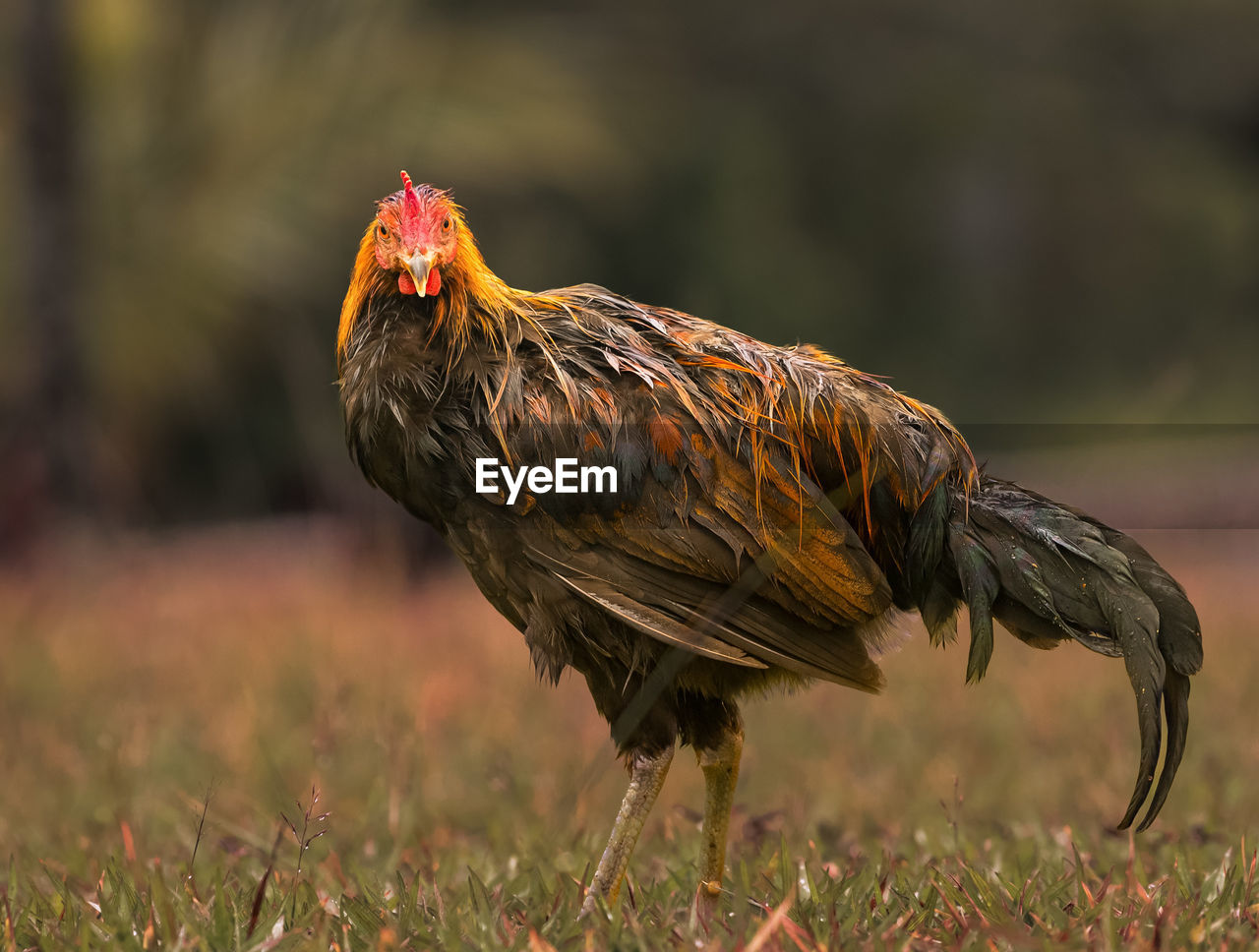 CLOSE-UP OF A ROOSTER ON LAND