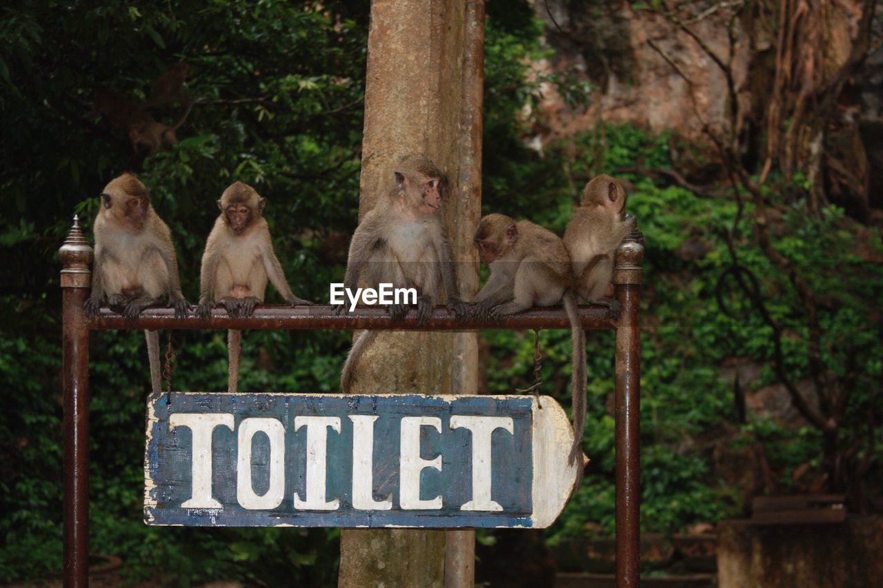 Monkeys relaxing on metal above toilet sign