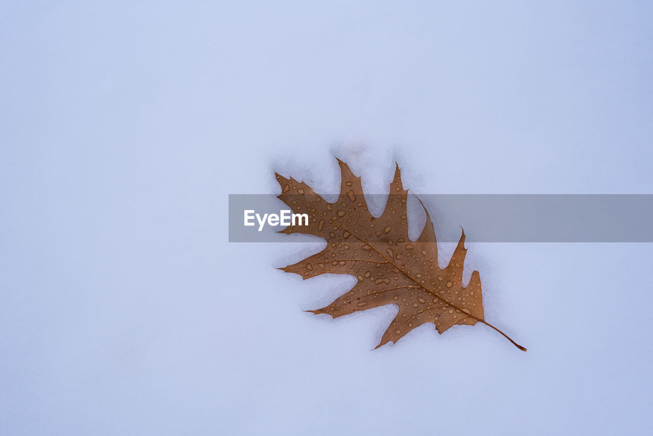 CLOSE-UP OF DRY LEAF ON SNOW