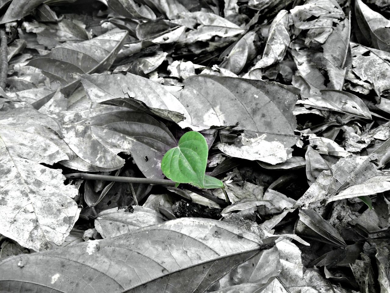 CLOSE-UP OF PLANT