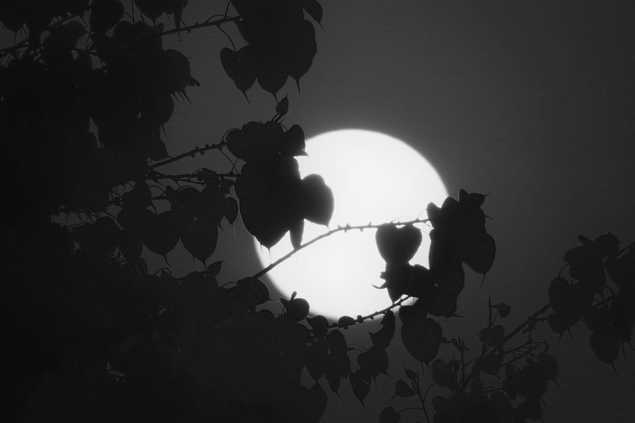 LOW ANGLE VIEW OF SILHOUETTE PLANTS AGAINST CLEAR SKY