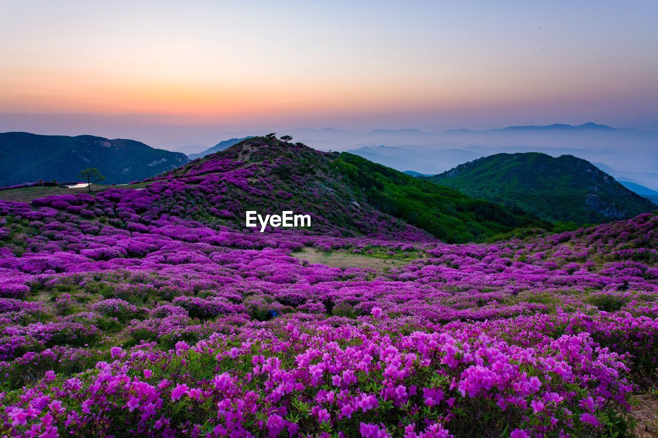 Close-up of fresh purple flowers in field against dramatic sky