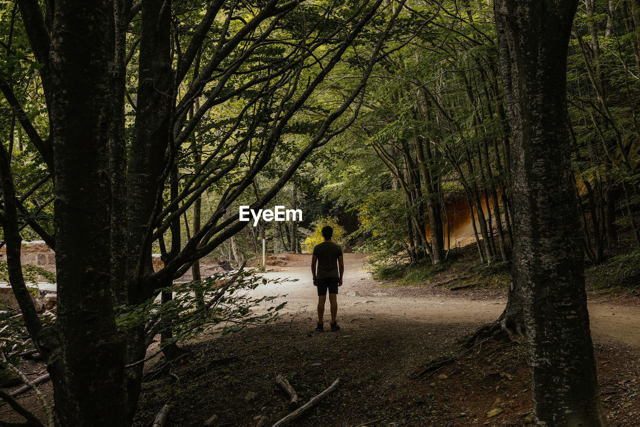 Back view of a man in the middle of a lush forest while looking away