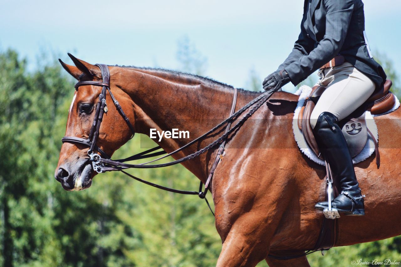 Cropped image of man sitting on horse