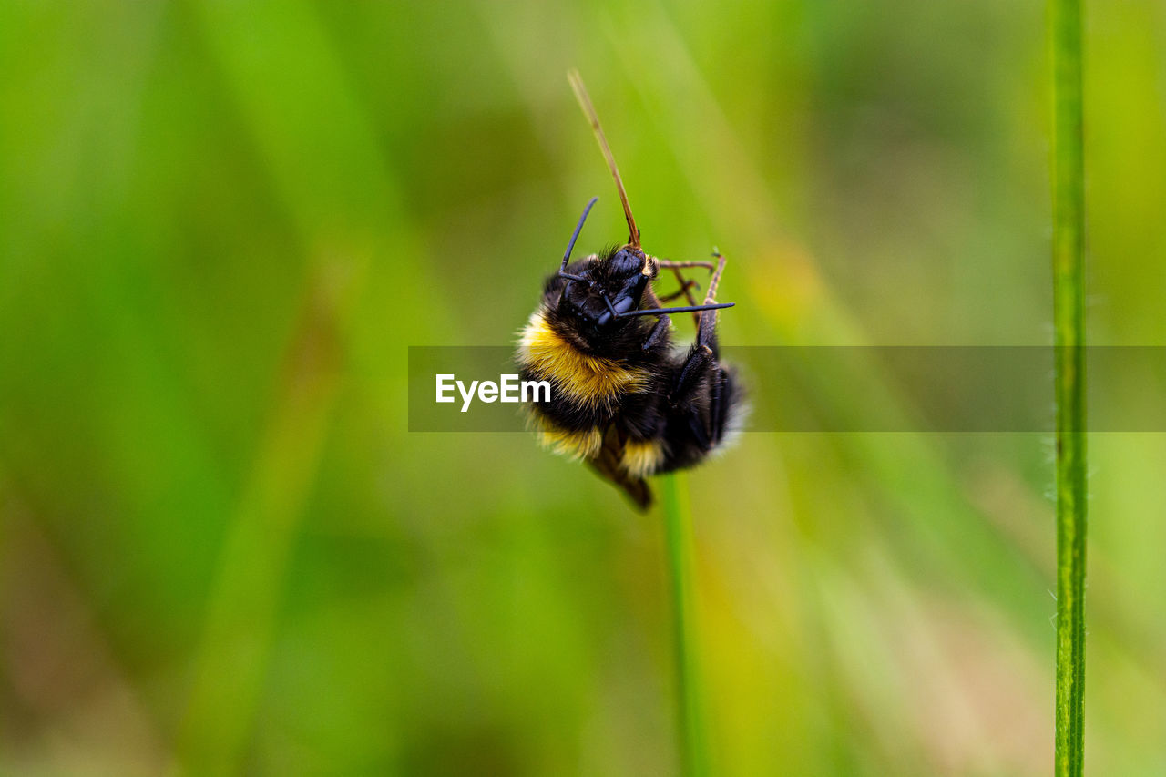 Close-up of bee pollinating flower