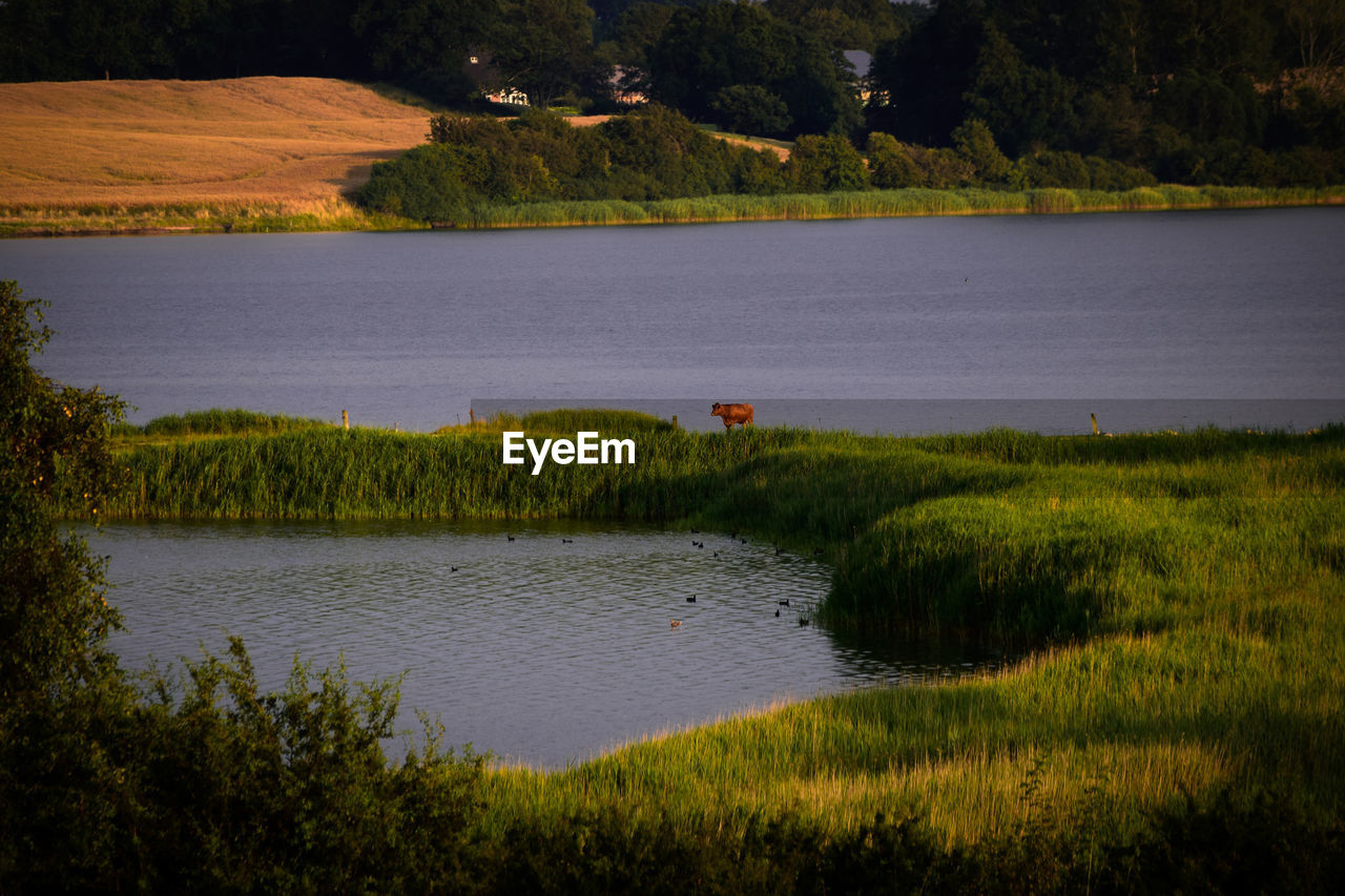 SCENIC VIEW OF LAKE BY TREES