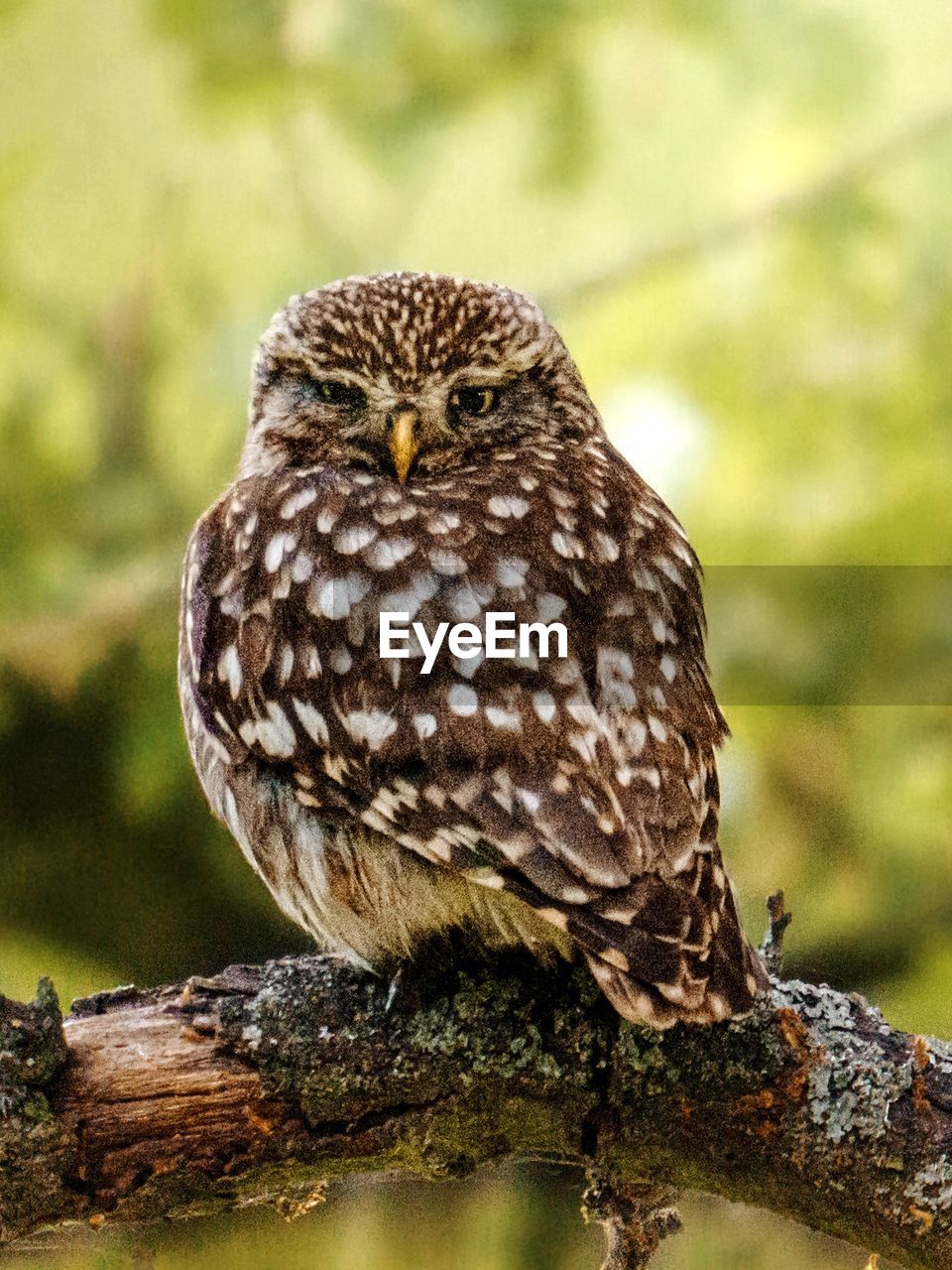 bird, animal themes, animal, animal wildlife, wildlife, owl, one animal, bird of prey, beak, perching, tree, nature, branch, portrait, full length, no people, looking at camera, focus on foreground, plant, outdoors, great grey owl, close-up, day