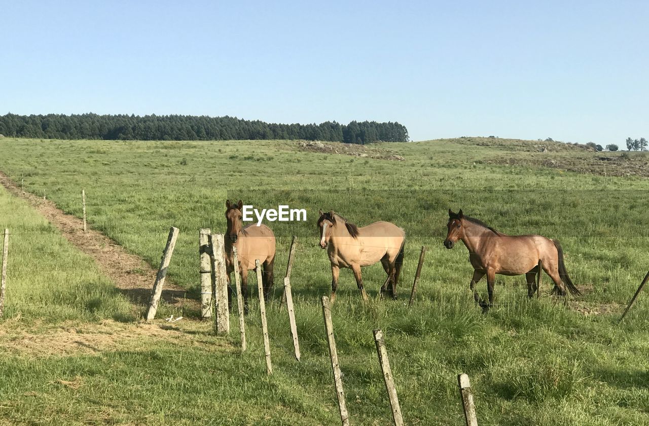 Horses in a field