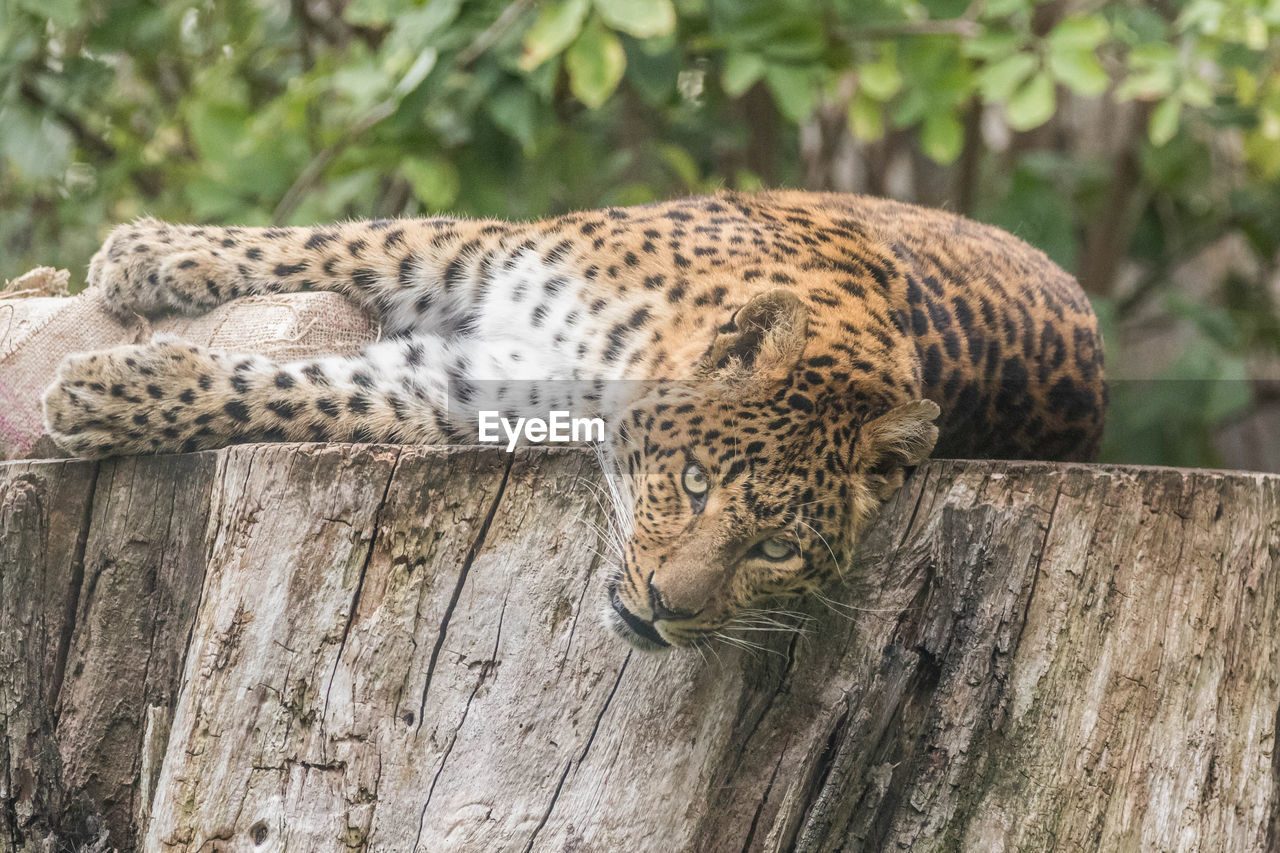 VIEW OF CAT ON TREE