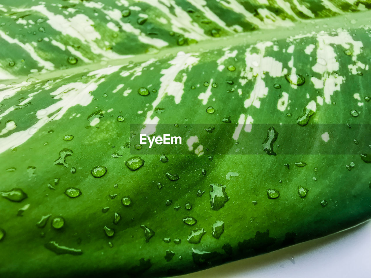 CLOSE-UP OF WATER DROPS ON LEAVES