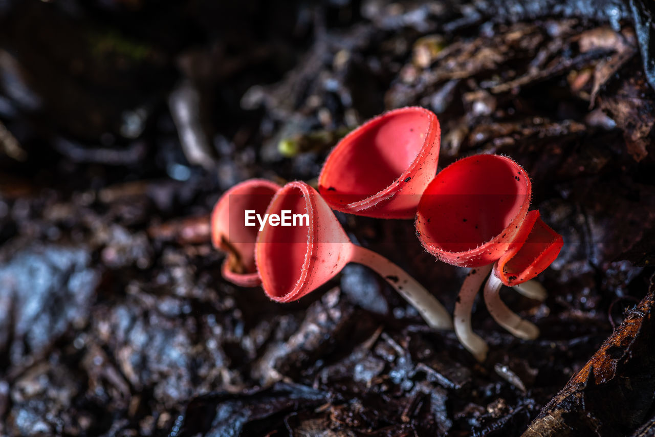 CLOSE-UP OF RED MUSHROOMS ON FIELD