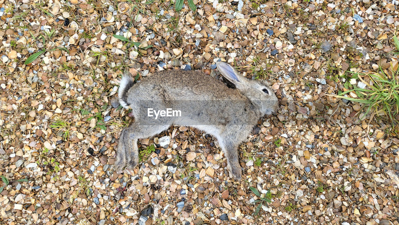 wildlife, animal, animal themes, one animal, mammal, animal wildlife, high angle view, no people, land, nature, day, field, outdoors, sunlight, rodent