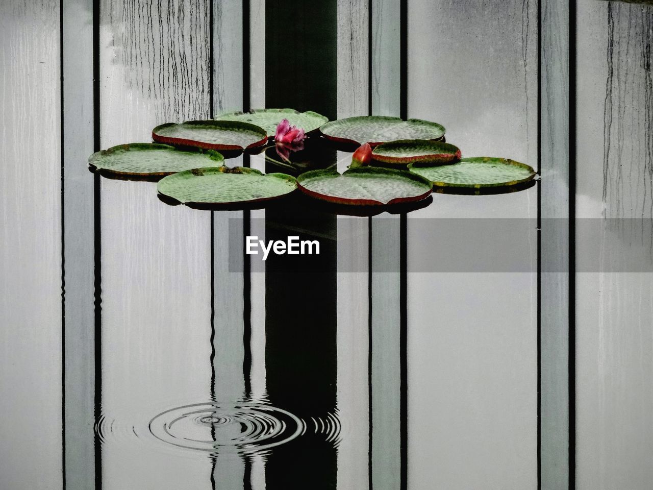 Leaves floating by reflection of window on pond