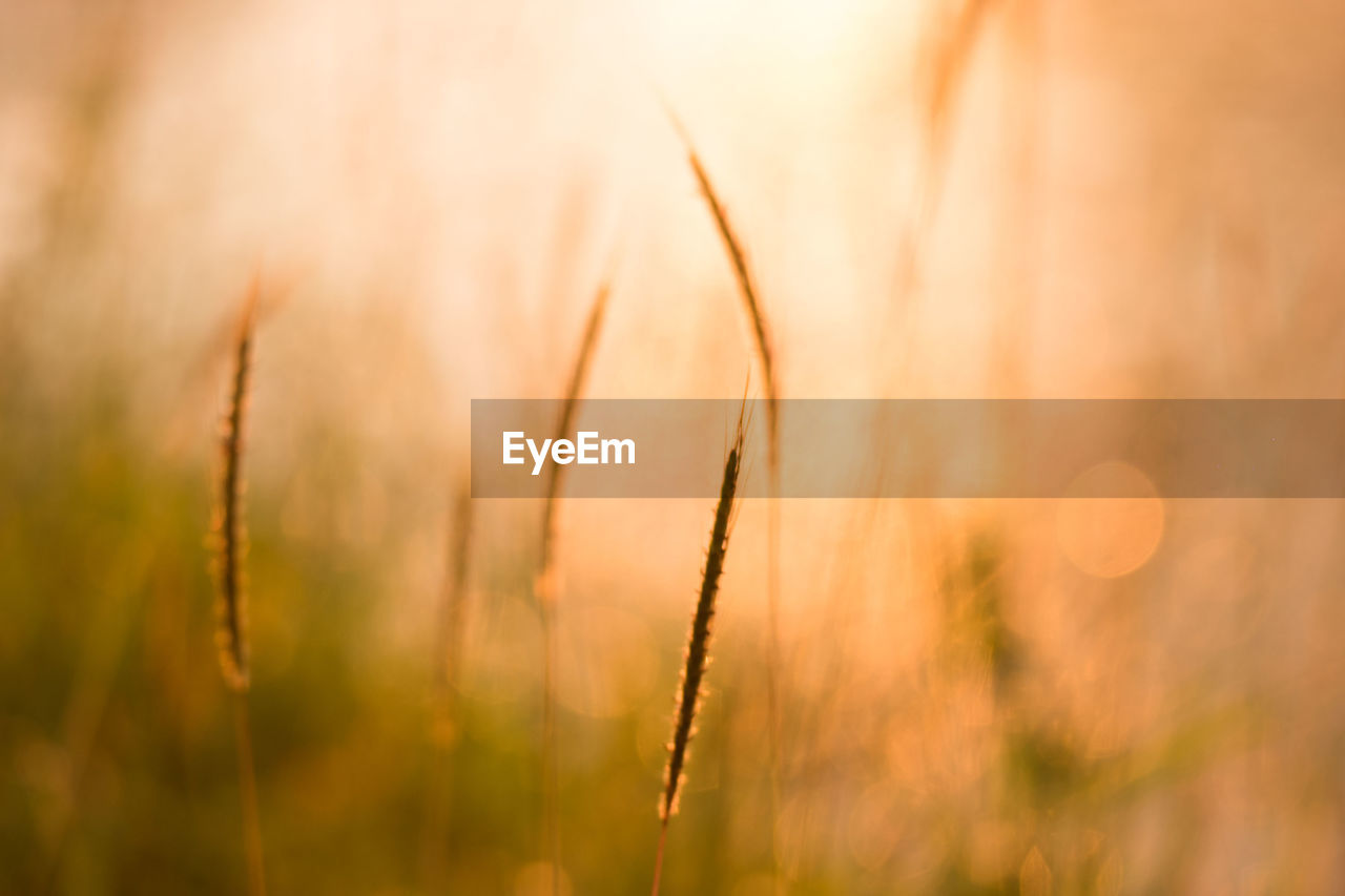 Close-up of crops on field during sunset