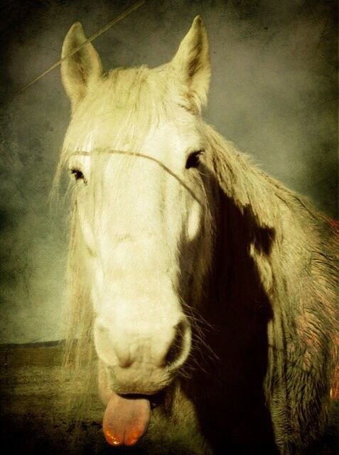 CLOSE-UP OF HORSE