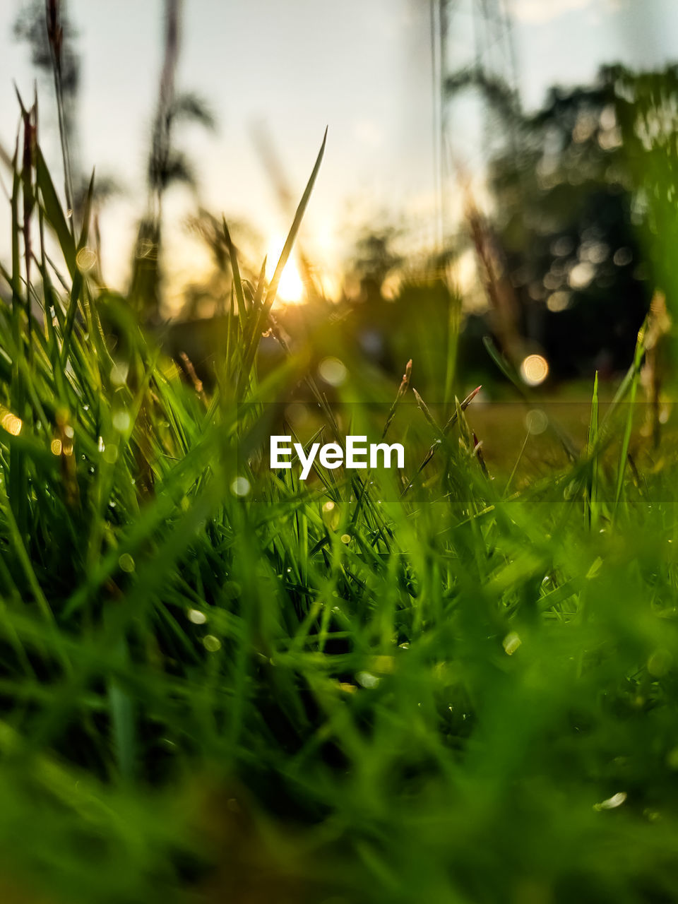 CLOSE-UP OF GRASS ON FIELD