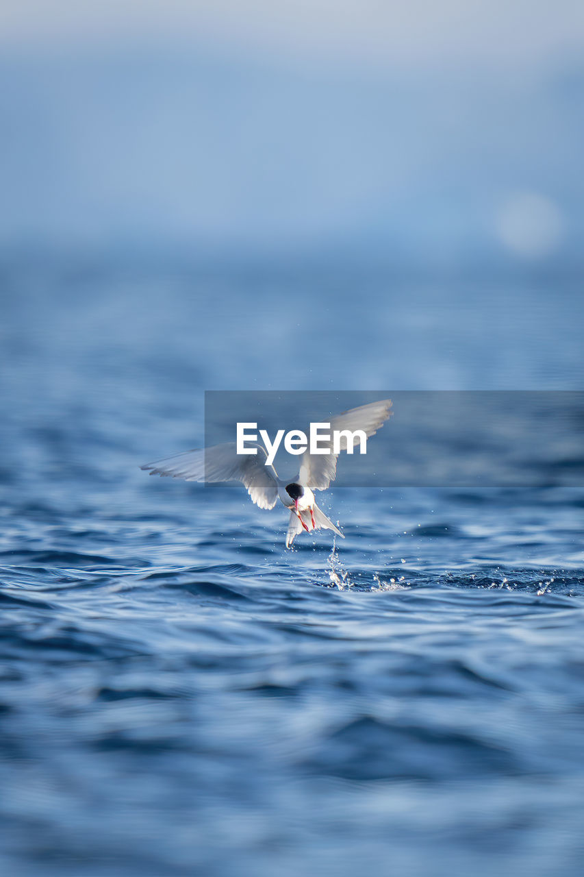 Antarctic tern flies away after catching fish