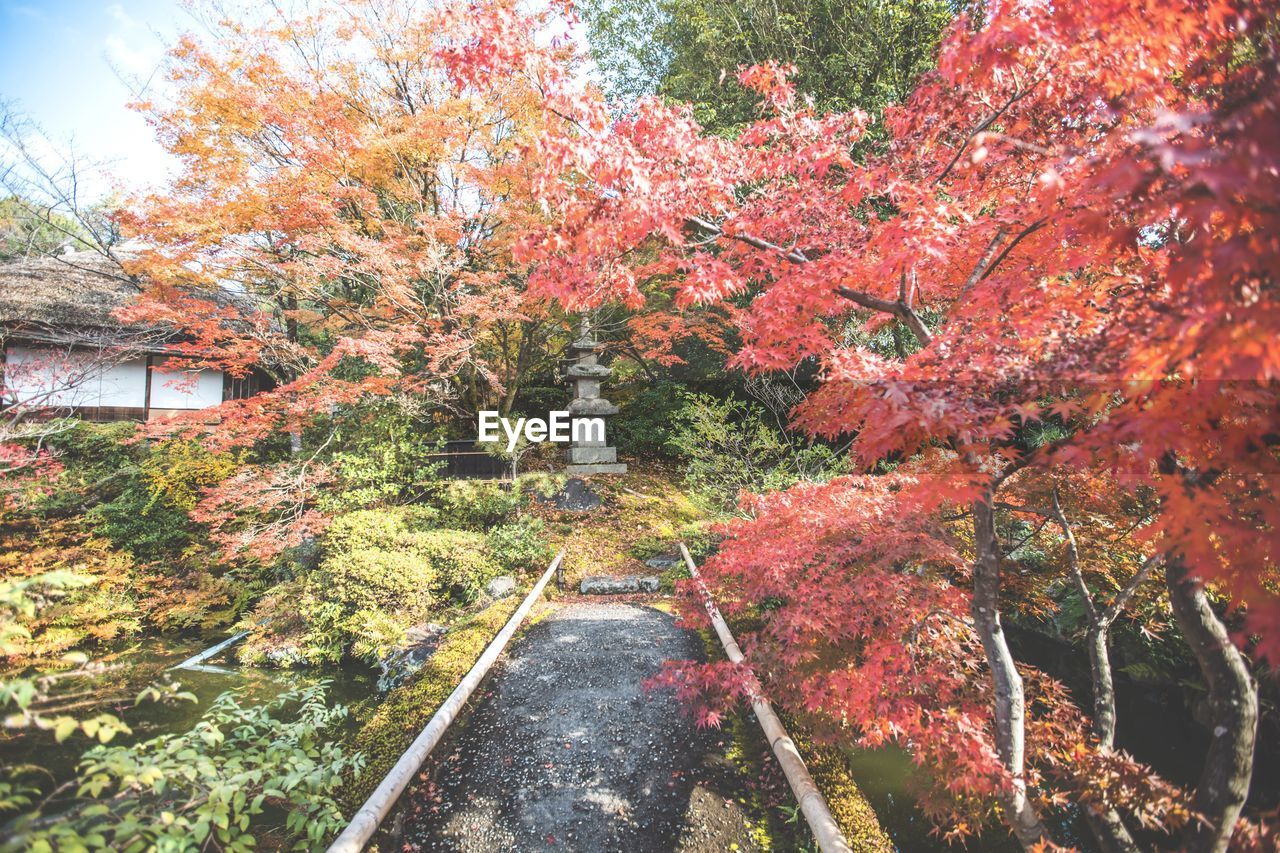 high angle view of trees