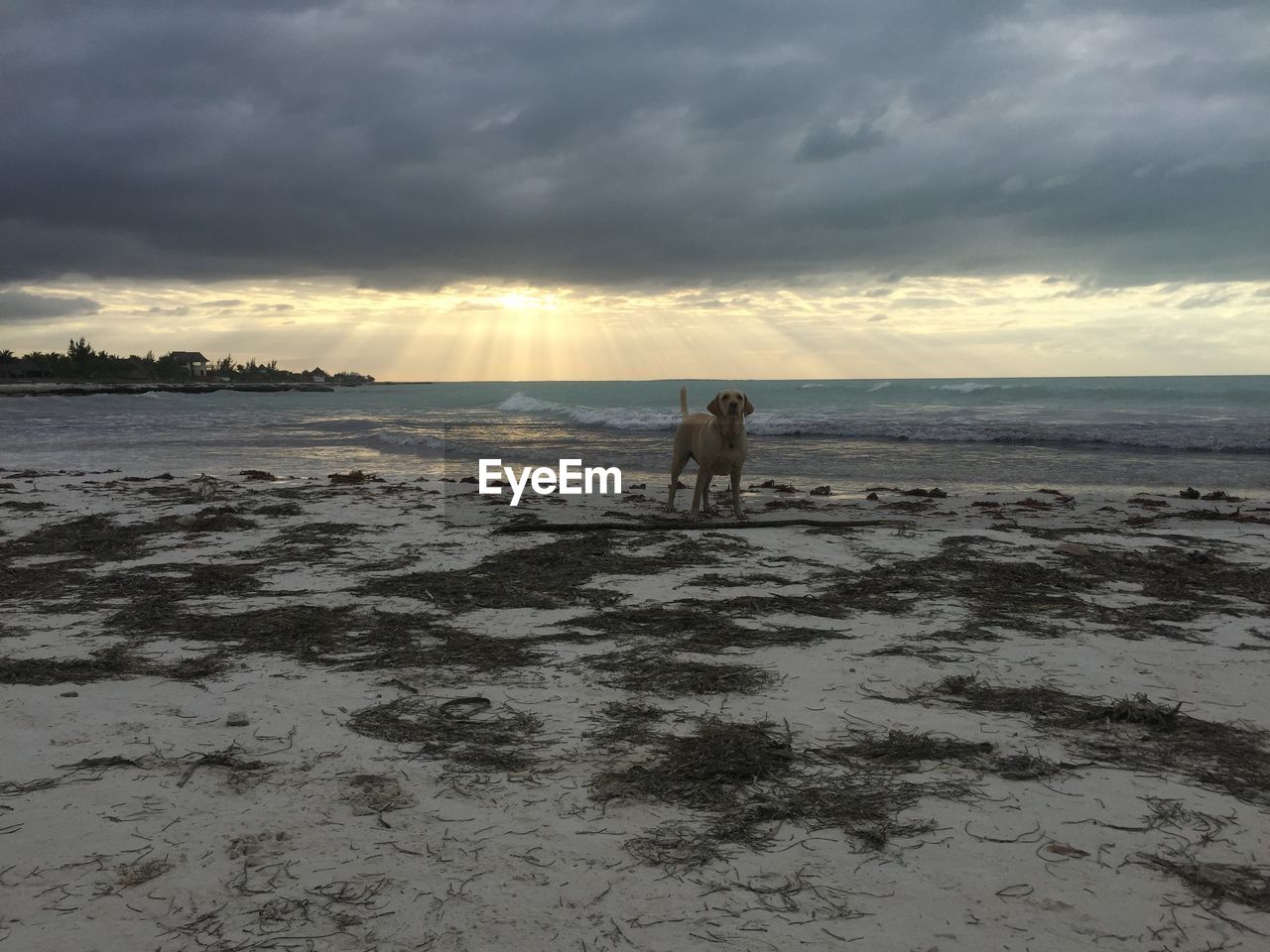 Dog on beach against sky during sunset