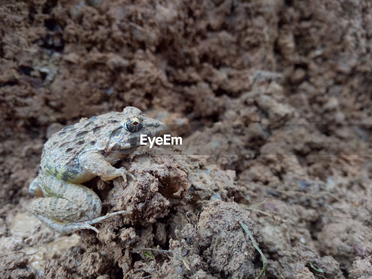 Close-up of frog on mud
