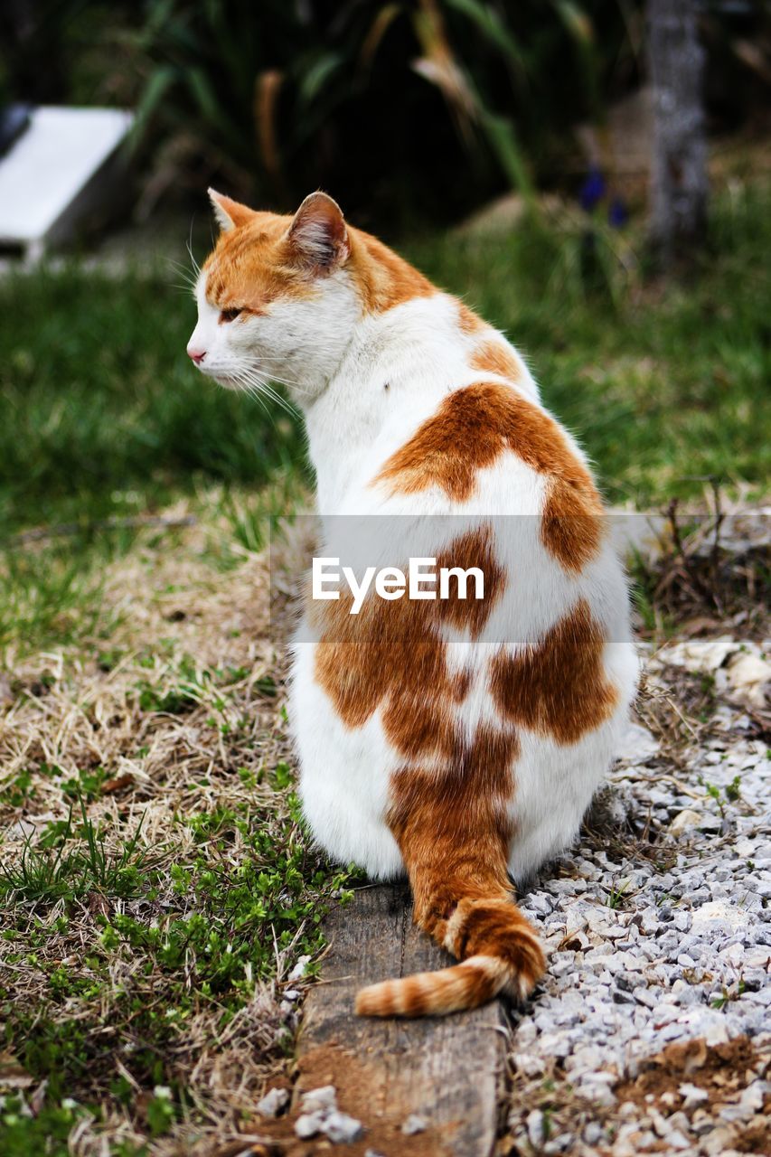 VIEW OF A CAT LOOKING AWAY ON FIELD