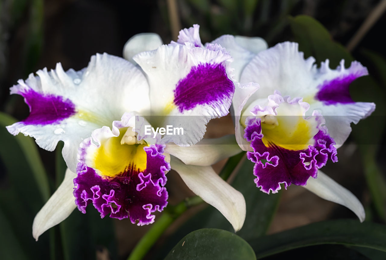 flower, flowering plant, plant, beauty in nature, freshness, close-up, petal, purple, flower head, inflorescence, christmas orchid, fragility, nature, orchid, growth, focus on foreground, iris, no people, yellow, outdoors, blossom, pollen, springtime, pink, multi colored