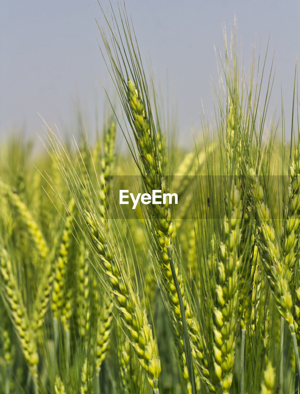 CLOSE-UP OF WHEAT FIELD