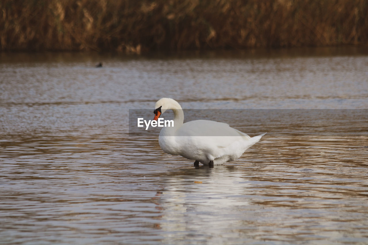 Swan swimming in lake