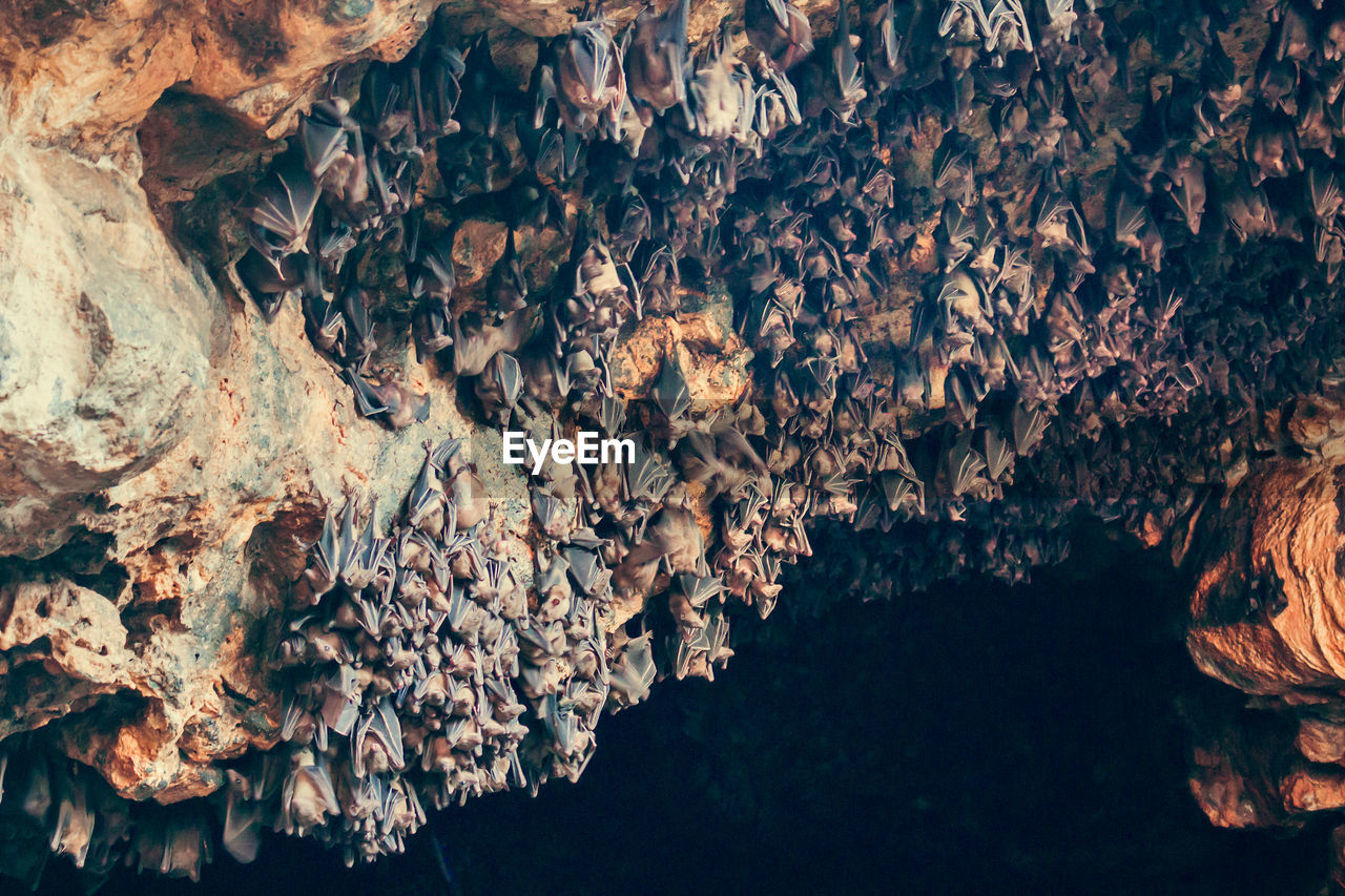 Close-up of bats on rock