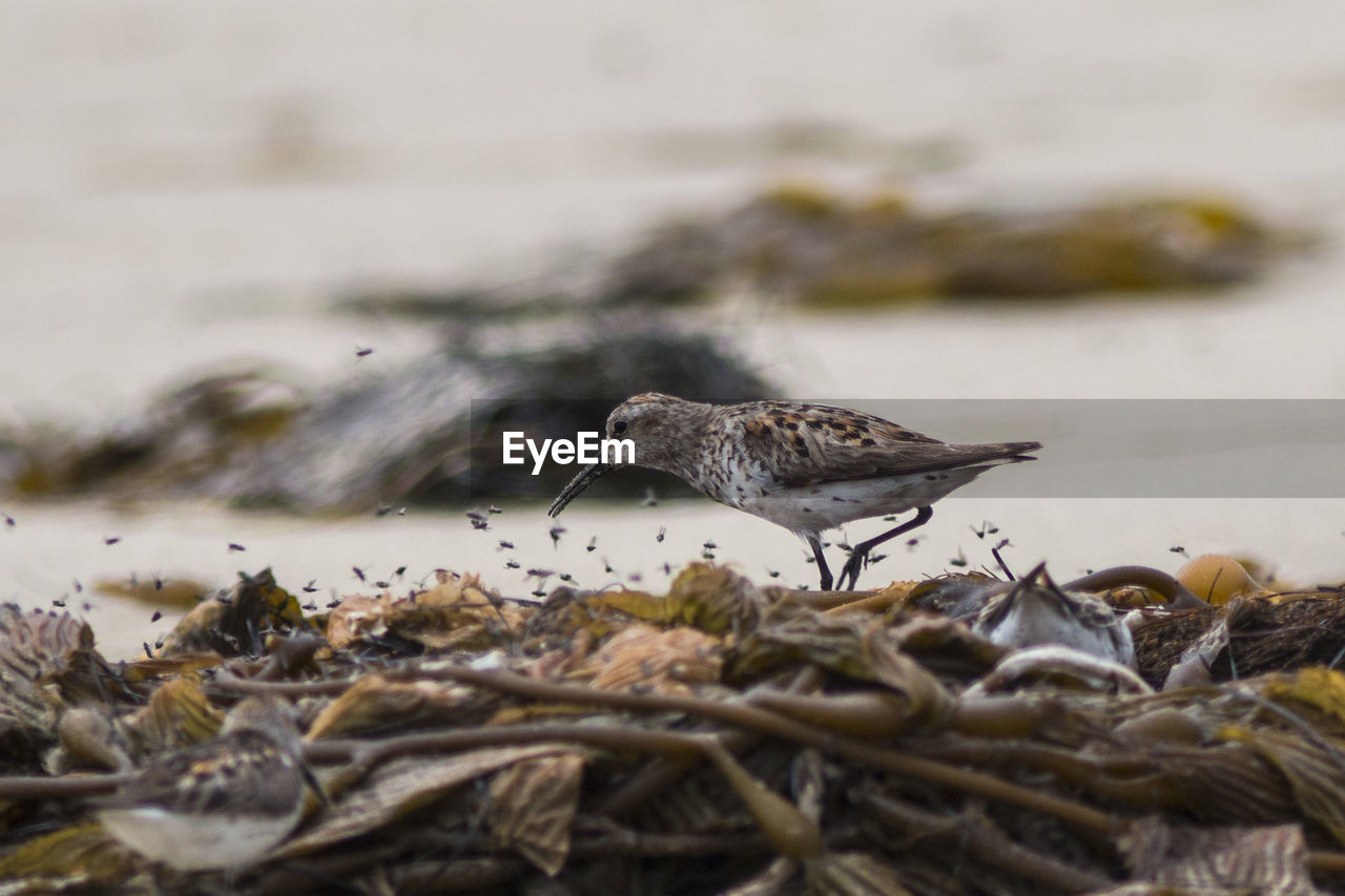 VIEW OF BIRD PERCHING ON BEACH