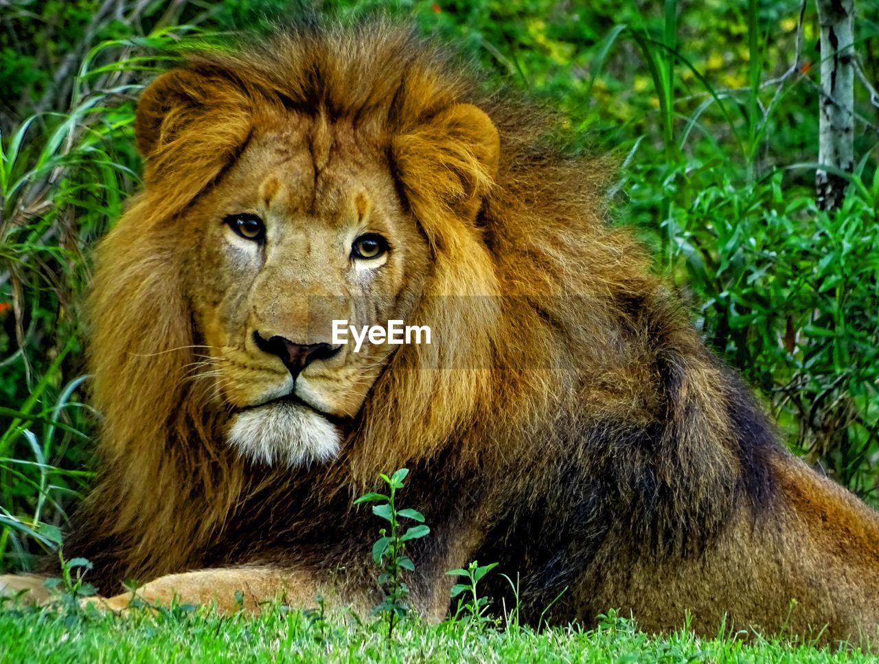 Portrait of lion resting on field