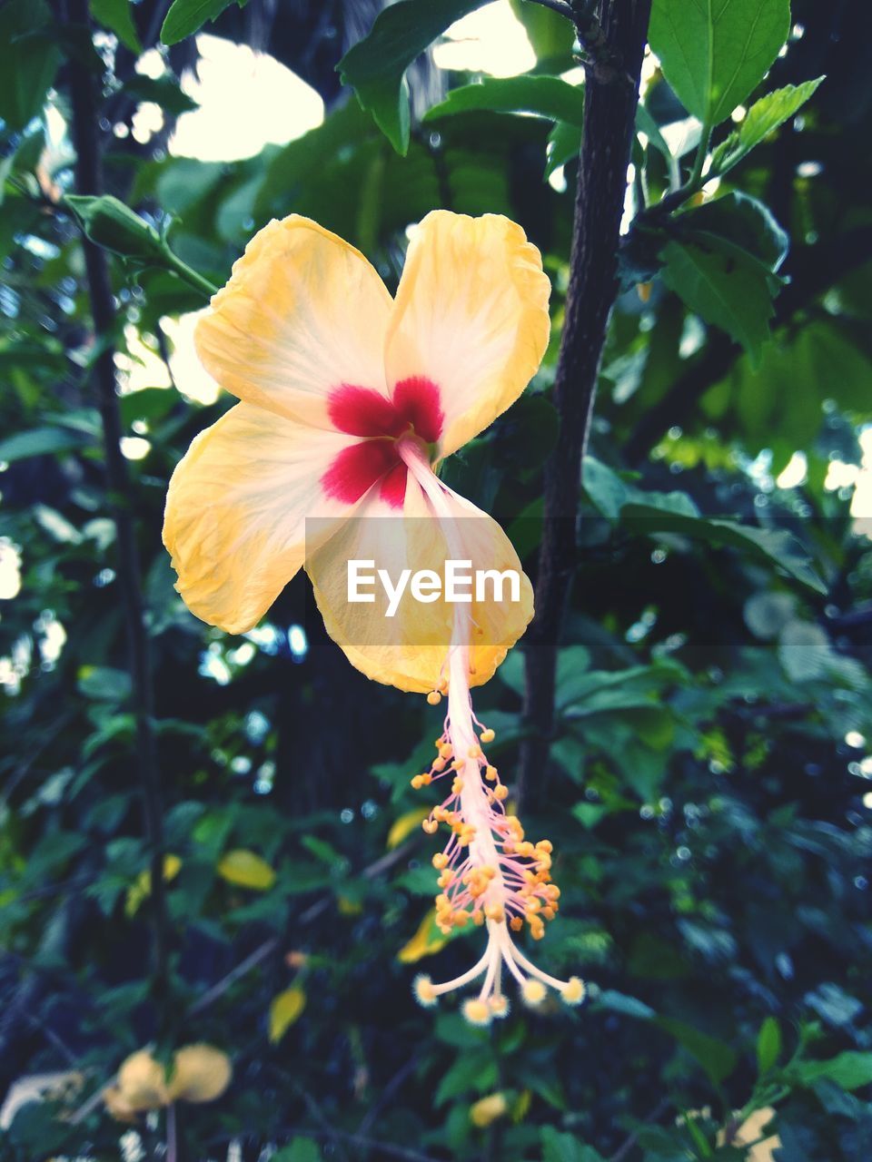 CLOSE-UP OF HIBISCUS BLOOMING OUTDOORS