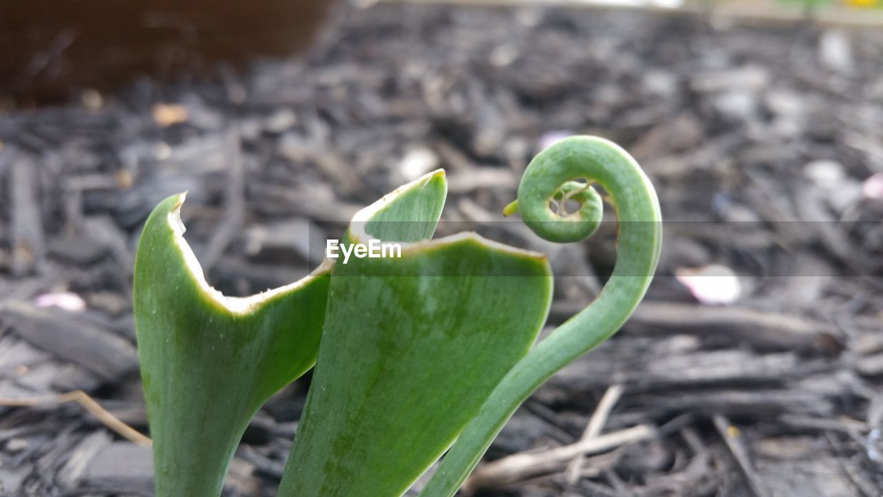 CLOSE-UP OF PLANT