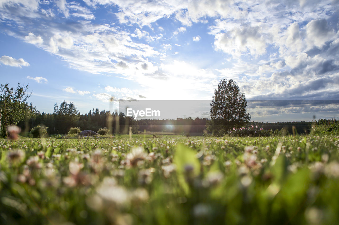 Plants growing on field against sky