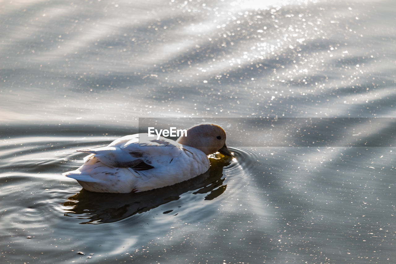 HIGH ANGLE VIEW OF A SWAN IN LAKE