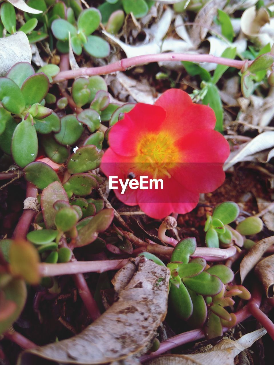 plant, flower, flowering plant, growth, beauty in nature, freshness, nature, plant part, leaf, petal, inflorescence, fragility, flower head, close-up, no people, outdoors, day, red, botany, blossom, land, pink, green, food