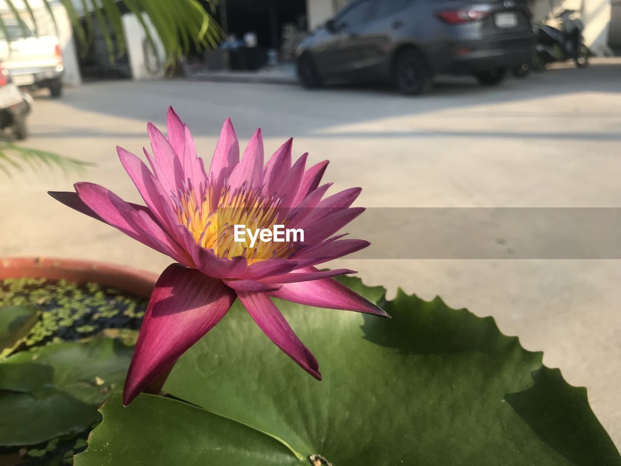 flower, flowering plant, plant, car, freshness, beauty in nature, nature, water lily, leaf, petal, plant part, pink, flower head, transportation, close-up, pond, water, fragility, motor vehicle, city car, mode of transportation, inflorescence, city, lotus water lily, lily, focus on foreground, wheel, outdoors, no people, growth, day, street, sunlight, land vehicle, tropical climate, pollen