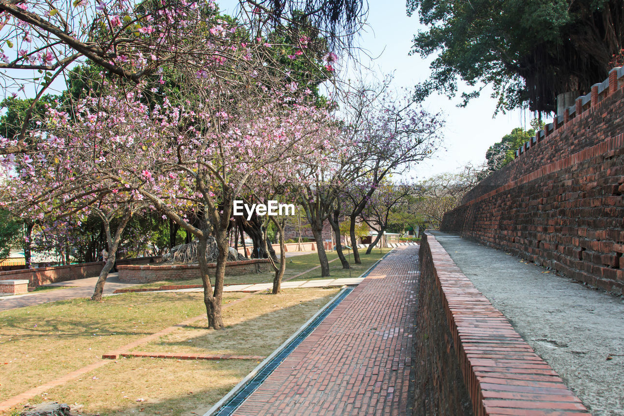 Footpath by trees in park