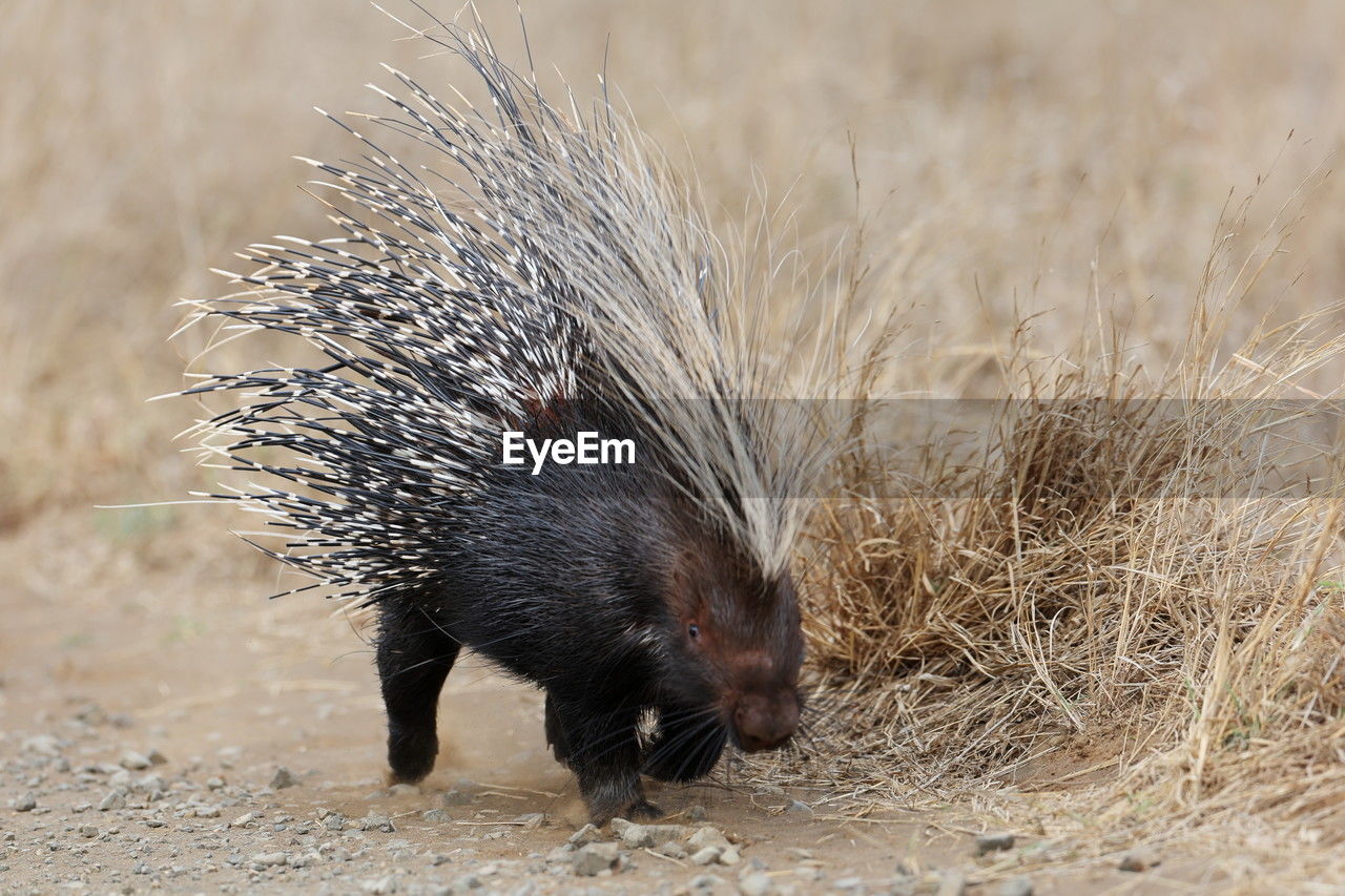 animal, animal themes, animal wildlife, one animal, echidna, mammal, porcupine, wildlife, domesticated hedgehog, erinaceidae, no people, nature, hedgehog, monotreme, outdoors