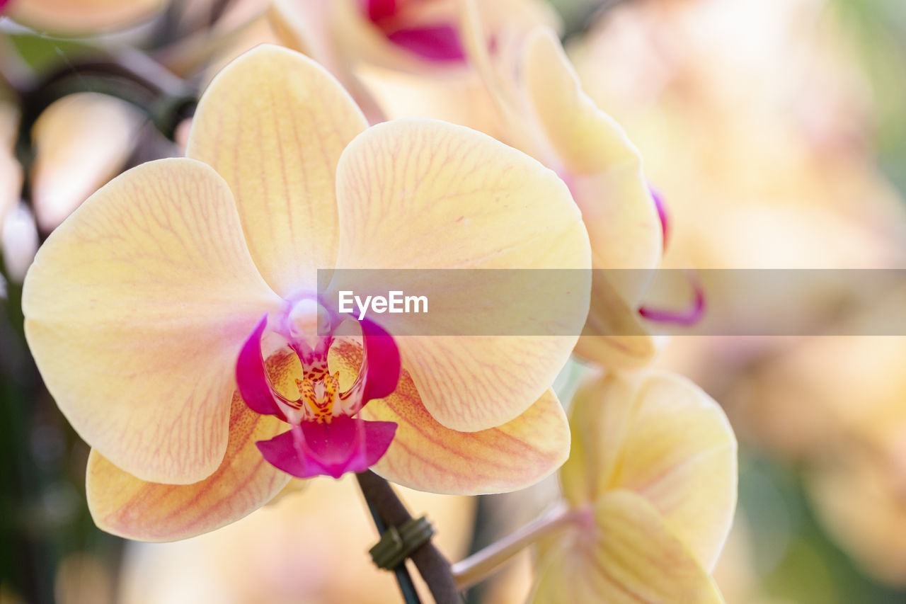 CLOSE-UP OF FRESH PINK ORCHID