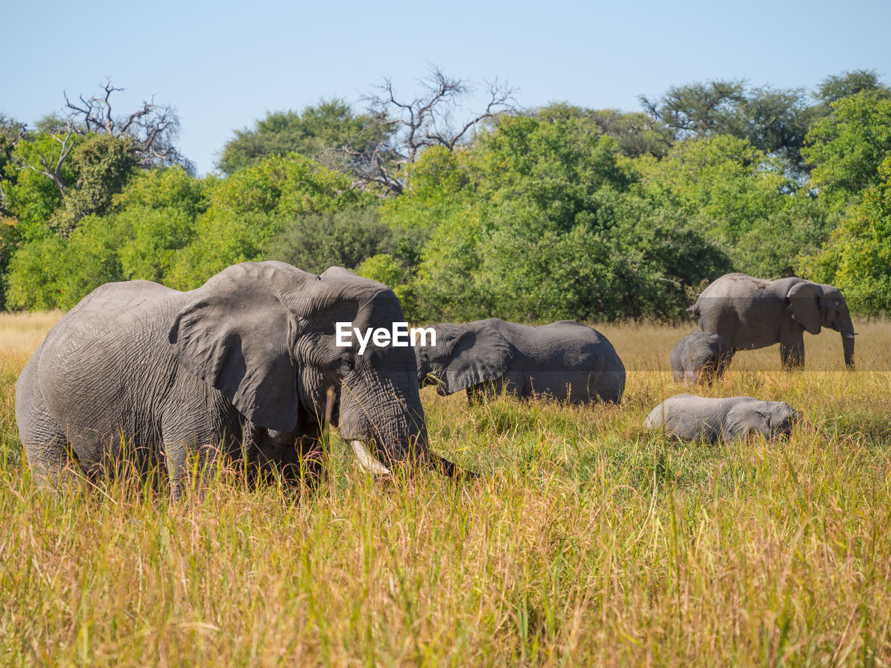 African elephant family grazing in high grass, moremi game reserver, botswana