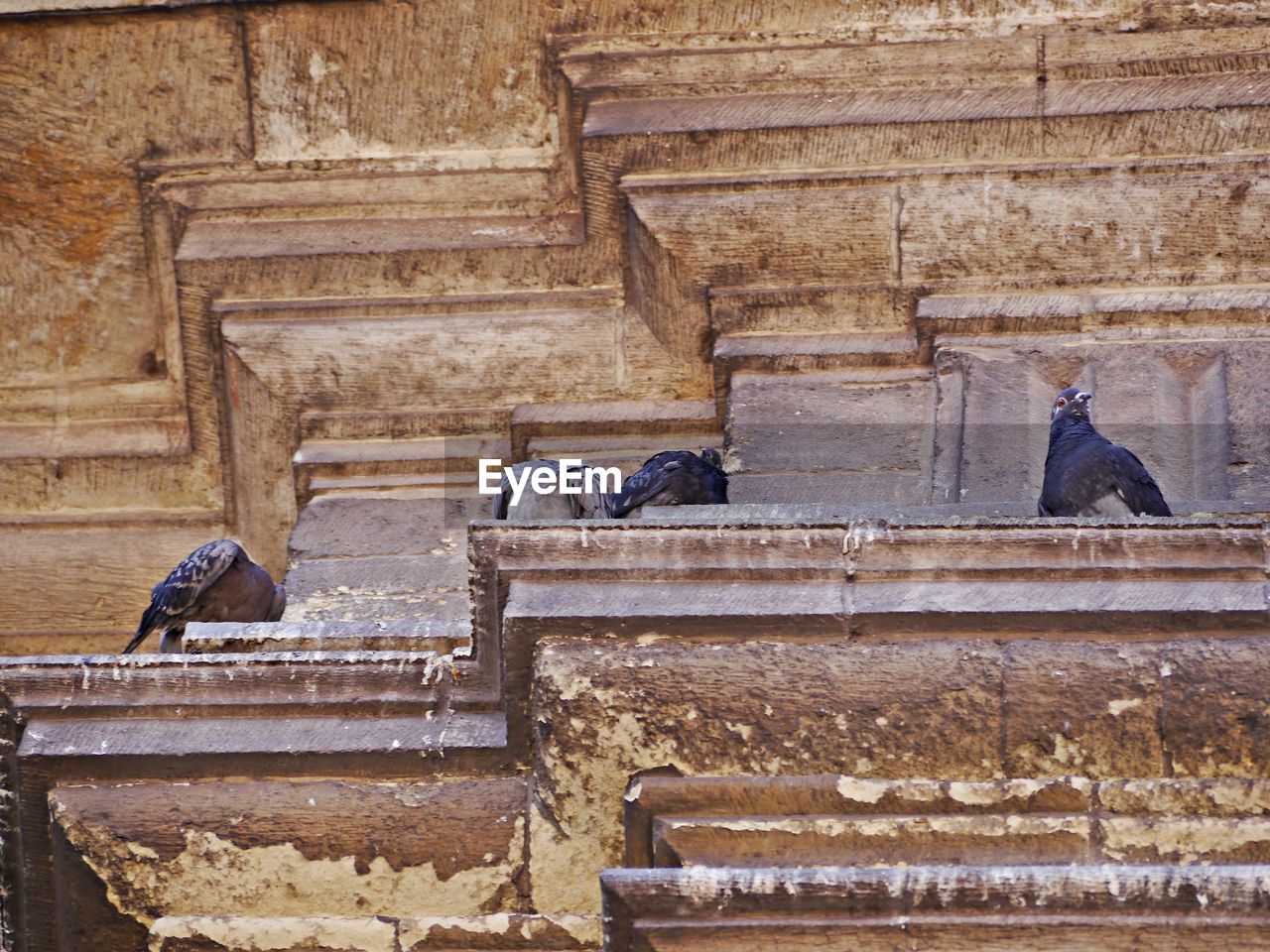 VIEW OF PIGEONS ON WALL