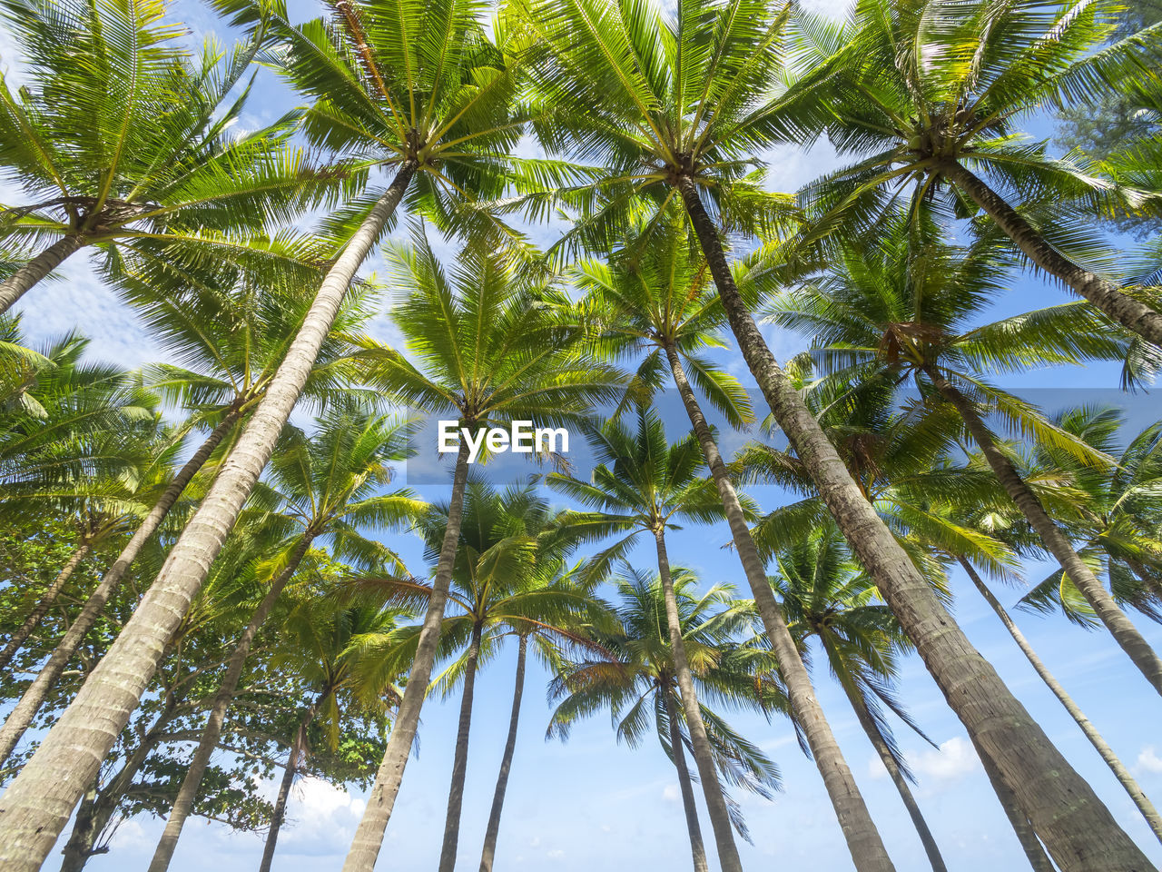 tree, tropical climate, palm tree, plant, sky, nature, low angle view, beauty in nature, borassus flabellifer, growth, tropical tree, tranquility, coconut palm tree, no people, leaf, tree trunk, land, trunk, green, day, outdoors, palm leaf, tropics, environment, scenics - nature, idyllic, vegetation, travel destinations, travel, backgrounds, sunlight, branch, directly below, jungle, tranquil scene