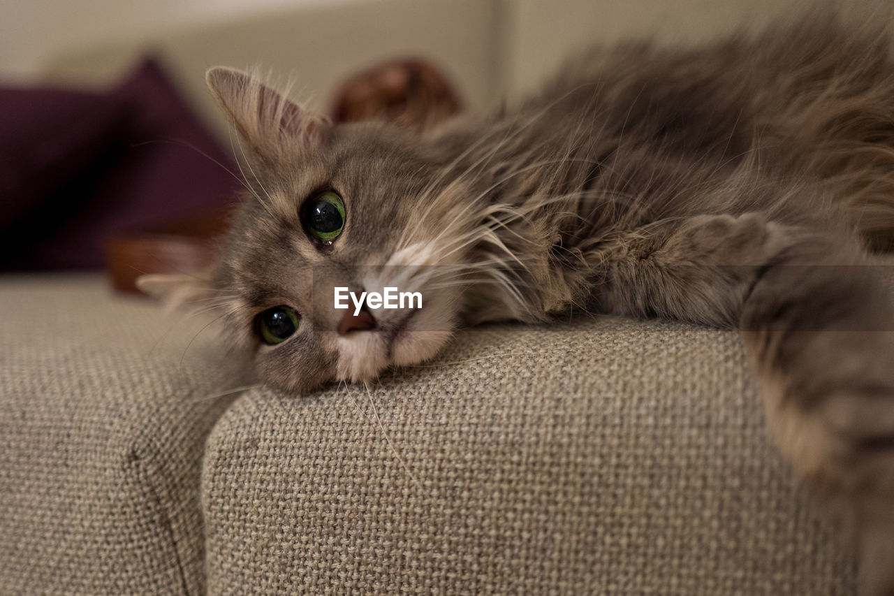 PORTRAIT OF CAT RELAXING ON SOFA AT HOME