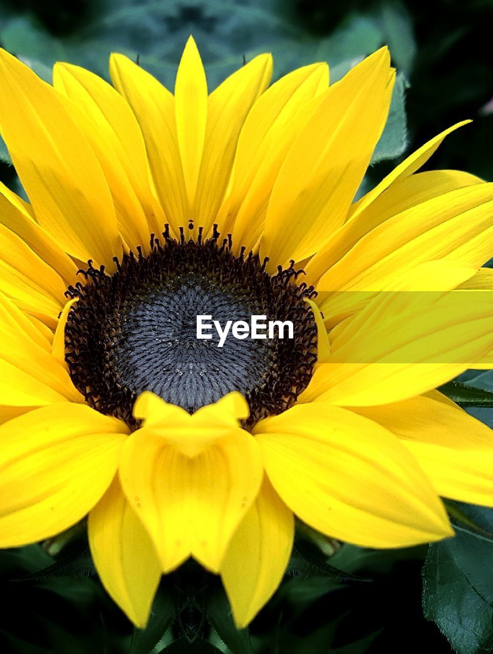 CLOSE-UP OF FRESH YELLOW SUNFLOWER IN BLOOM