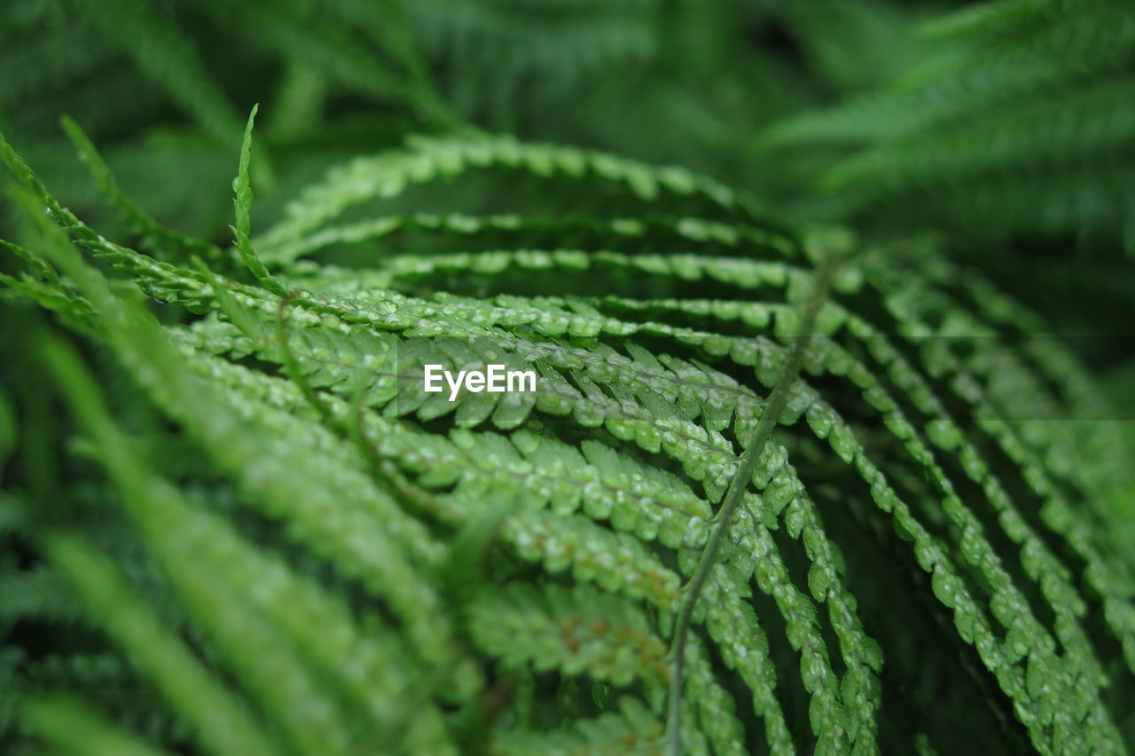 Close-up of wet plant leaves