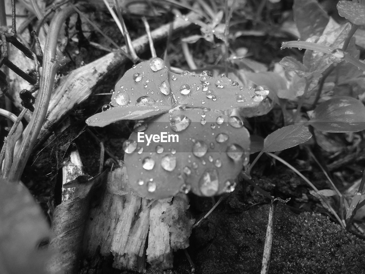 RAINDROPS ON LEAVES