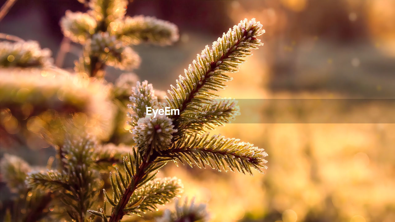 Close-up of plant on sunset